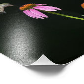 Hummingvogel und Bienenfreiblume Fotodruck (Ecke)