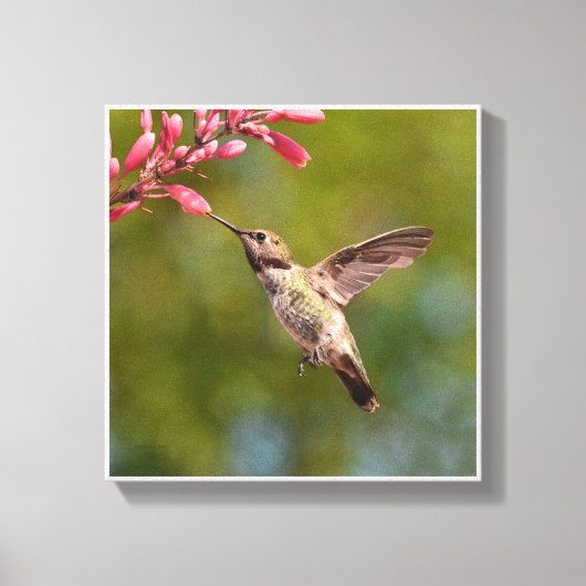 Hummingvogel und Blume Leinwanddruck (Vorderseite)
