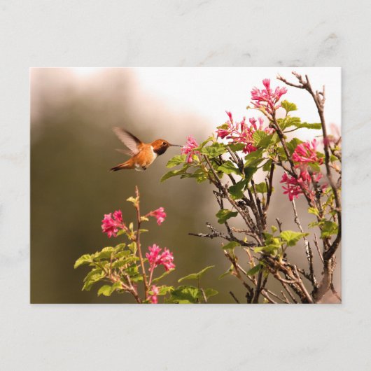 Hummingvogel und Blume Postkarte (Vorderseite)