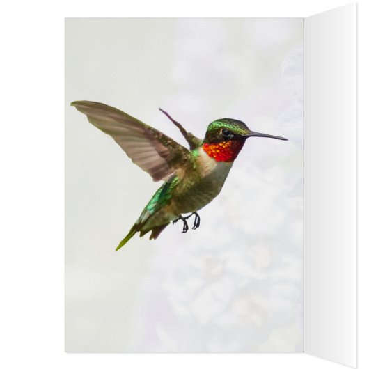 Hummingvogel und Delphinium (Innen (Links))