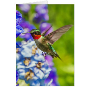 Hummingvogel und Delphinium