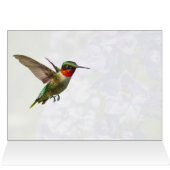 Hummingvogel und Delphinium (Innenansicht Horizontal (Oben))