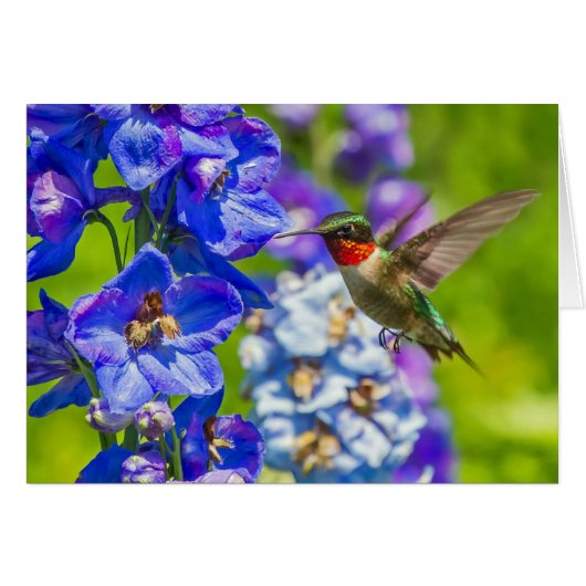 Hummingvogel und Delphinium (Vorderseite (Horizontal))