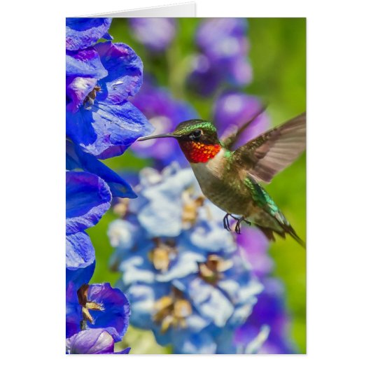 Hummingvogel und Delphinium (Vorne)