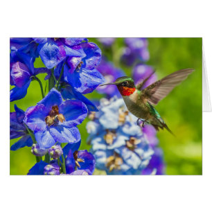 Hummingvogel und Delphinium