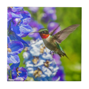 Hummingvogel und Delphinium Fliese