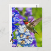 Hummingvogel und Delphinium Postkarte (Vorne/Hinten)