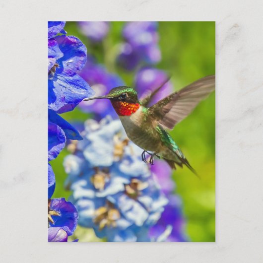 Hummingvogel und Delphinium Postkarte (Vorderseite)