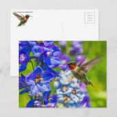Hummingvogel und Delphinium Postkarte (Vorne/Hinten)