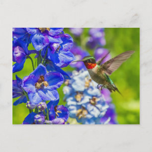 Hummingvogel und Delphinium Postkarte