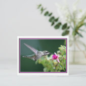Hummingvogel und Fuchsia Postkarte (Stehend Vorderseite)