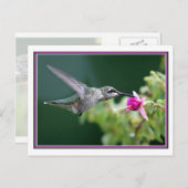 Hummingvogel und Fuchsia Postkarte (Vorne/Hinten)