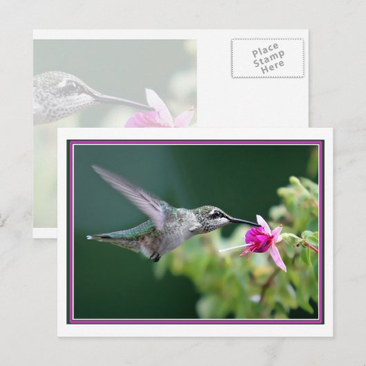 Hummingvogel und Fuchsia Postkarte (Vorne/Hinten)