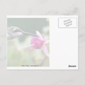 Hummingvogel und Fuchsia Postkarte (Rückseite)