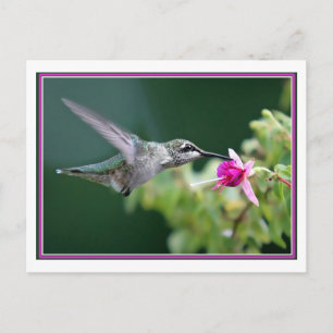 Hummingvogel und Fuchsia Postkarte
