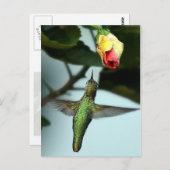 Hummingvogel und Gelbe Rose Postkarte (Vorne/Hinten)