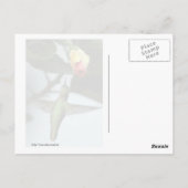 Hummingvogel und Gelbe Rose Postkarte (Rückseite)