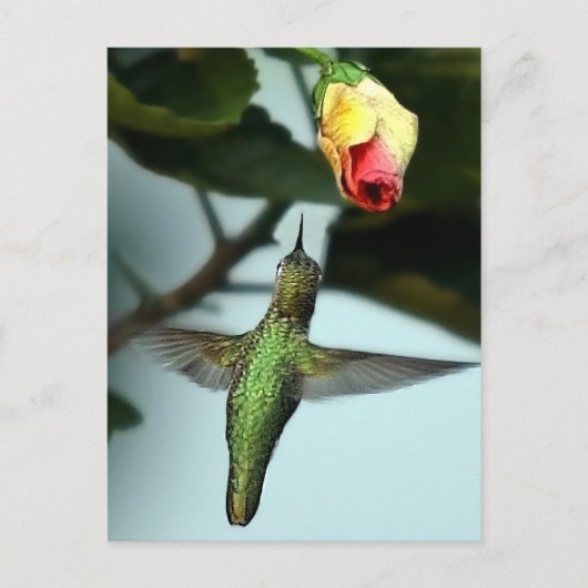 Hummingvogel und Gelbe Rose Postkarte (Vorderseite)