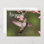 Hummingvogel und rosa Blume, Arizona Postkarte (Vorne/Hinten)