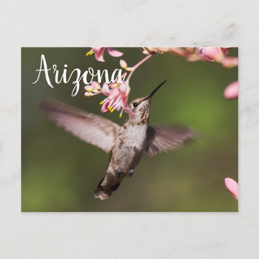 Hummingvogel und rosa Blume, Arizona Postkarte (Vorderseite)