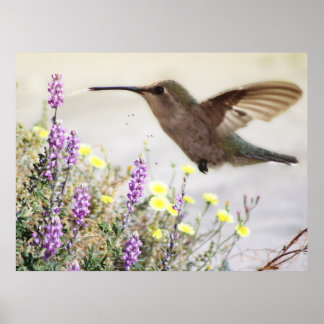 Hummingvogel und Wildblumen Digitale Kunst Poster