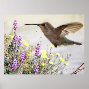Hummingvogel und Wildblumen Digitale Kunst Poster