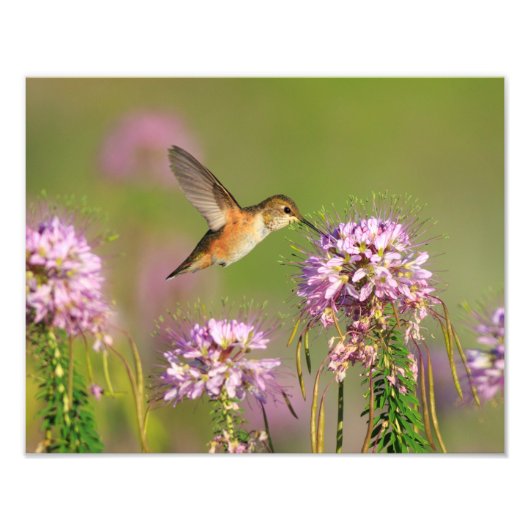 Hummingvogel und Wildblumen Fotodruck (Vorne)
