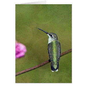 Hummingvogel und Zinnia