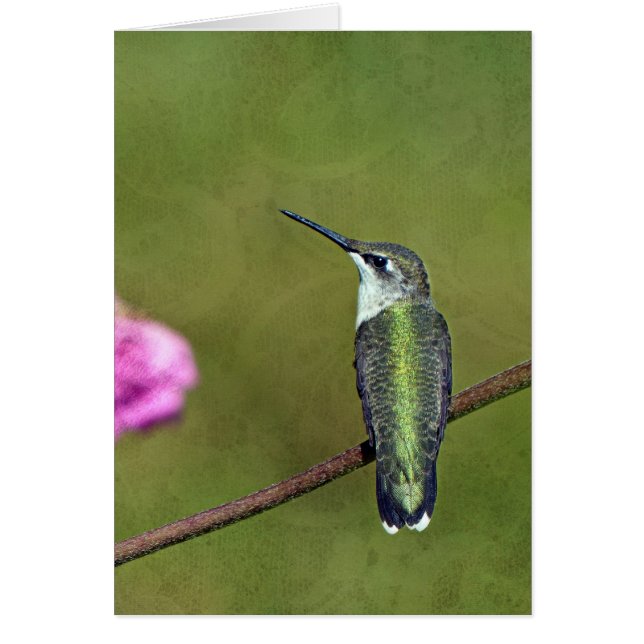 Hummingvogel und Zinnia (Vorne)