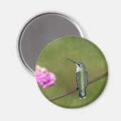 Hummingvogel und Zinnia Magnet (Vorderseite/Rückseite)