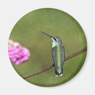 Hummingvogel und Zinnia Magnet