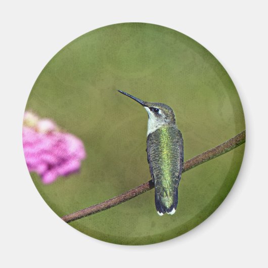 Hummingvogel und Zinnia Magnet (Vorne)