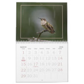 Hummingvögel, winziger Sommerbesuchskalender Kalender (Mär 2026)