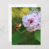 Hummmingbird Moth Postkarte (Vorne/Hinten)