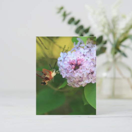 Hummmingbird Moth Postkarte (Stehend Vorderseite)
