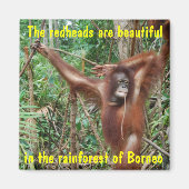 Humorale Tiere Magnet (Vorne)