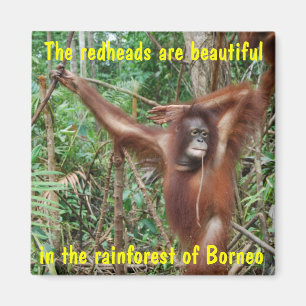 Humorale Tiere Magnet