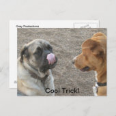 Humoraler Hund Postkarte (Vorne/Hinten)