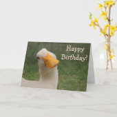 Humore Gänse Geburtstag Karte (Gelbe Blume)