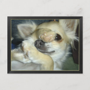 Humorvolle Hundepostkarte Postkarte