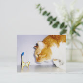 Humorvolle Katze Staring bei der hölzerne Kitty St Postkarte (Stehend Vorderseite)