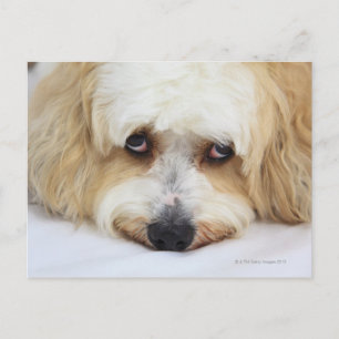 humorvolle nah-up von Bichon-Hund Postkarte