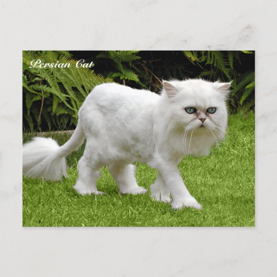 Humorvolle Weisse Persische Katze Postkarte Zazzle De