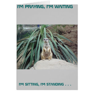 Humorvolles Meerkat - Kreis einer