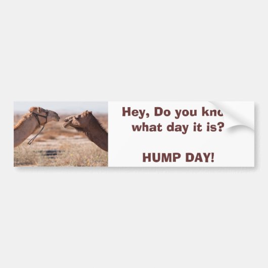 Hump Day Autoaufkleber (Vorne)