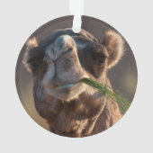Hump Day Camel Feasting auf grünem Gras Ornament (Rückseite)