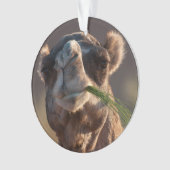 Hump Day Camel Feasting auf grünem Gras Ornament (Vorderseite)