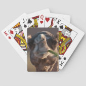Hump Day Camel Feasting auf grünem Gras Spielkarten (Rückseite)