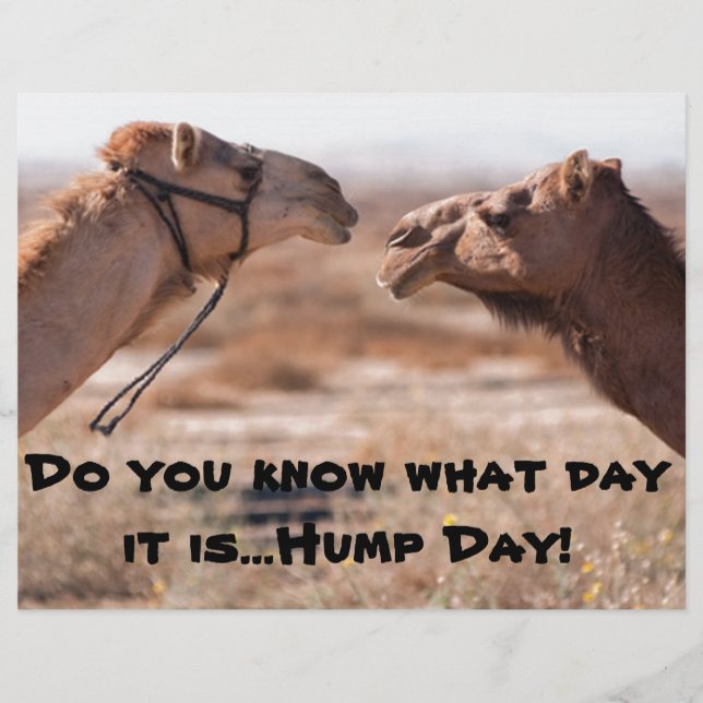 Hump Day Camels (Vorderseite)