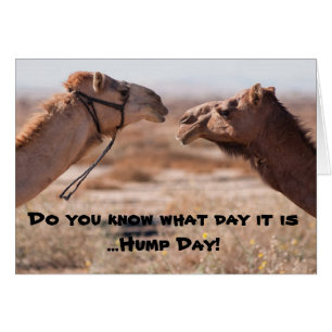 Hump Day Camels
